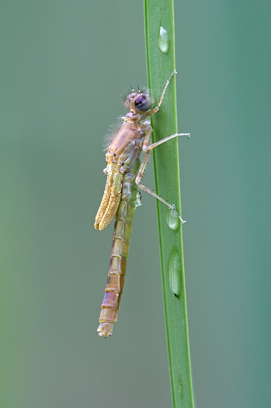 Newly Emerged Damselfly 3